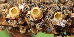 Intro to QueenRearing | 1-day Hands-On Beekeeping Workshop primary image