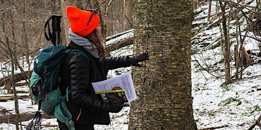 Winter Tree Identification, The Boulders, Dalton