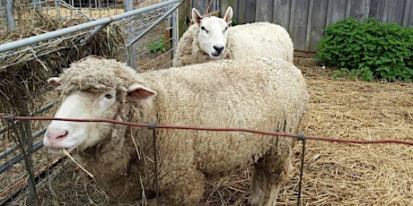 Sheep Shearing (Save the Date)