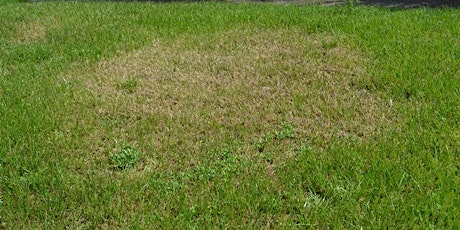 Lawn and Landscape Problems  -  Wed., March 8, 2023 - 9:00 am -12:00 pm