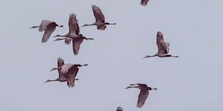 Cranes over Indiana