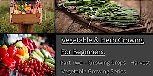 Vegetable & Herb Growing for Beginners Part Two