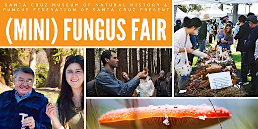 Mini Fungus Fair