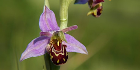 Wildflowers, Orchids and Grasses with Leif Bersweden