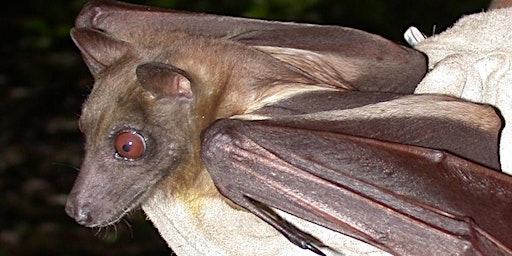 EcoTalk: Bats of Florida!  primärbild