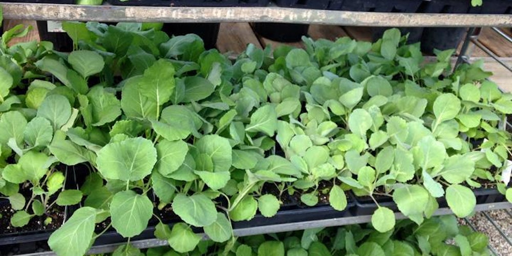 Garden Supply Co Events Container Ve able Garden Class tickets