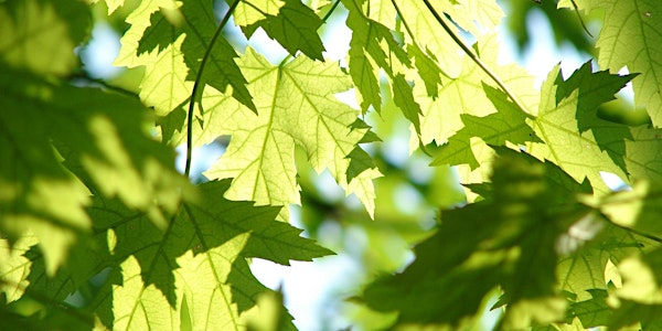 Still Summer: A Zen Retreat in Ohio July 5-8