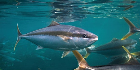 ASC Community Consultations for CleanSeas Port Lincoln and Louth Bay Kingfish farms primary image