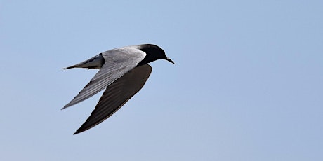 2022 Update for Black Tern Conservation at St. Clair Flats