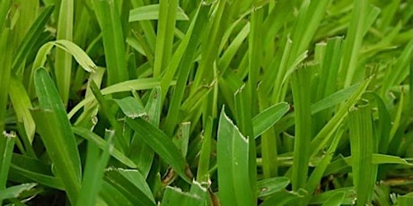 Lawns in Central Florida