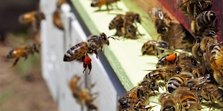 Cooperative Research Centre for Honey Bee Products - Brisbane Showcase REOPENED primary image