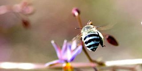 Pollinators & Westgate Park: Summer Citizen Science Workshop primary image
