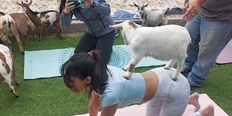 Goat Yoga Houston At Axelrad 12PM Yoga Class