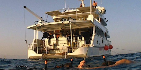 Liveaboard Holiday - a one week diving and yoga holiday  primary image
