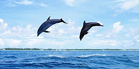 Take a boat out to watch dolphins