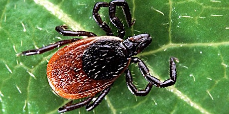 The Signs & Symptoms of Lyme Disease primary image