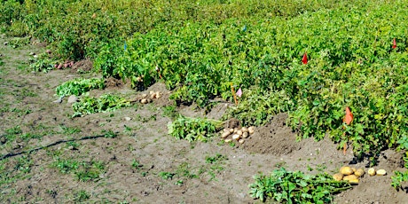 Consultation : Sélection végétale et pommes de terre éco-responsable