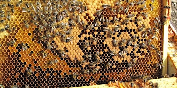 Scottish Native Honey Bee Society - Spring meeting