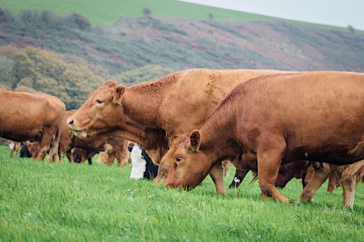 Cornwall Real Food and Farming Conference image