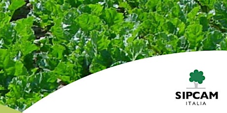 Immagine principale di Barbabietola da zucchero: una coltura strategica 