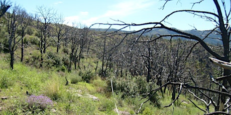 Fire Severity & Regeneration Strategy Influence Shrub Patch Size & Structure primary image