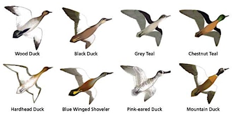 Waterfowl Identification Test (WIT) - Frankston primary image