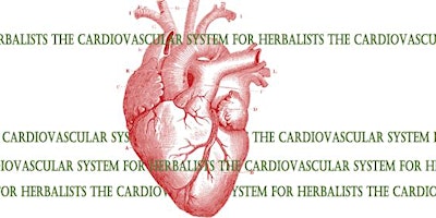 The Cardiovascular System for Herbalists - 2024