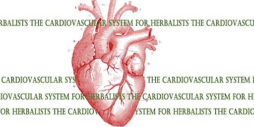 The Cardiovascular System for Herbalists - 2024 primary image