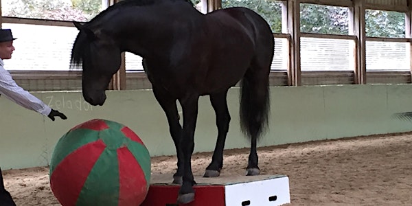 March 8th Single Workshop - Equine Hoof Health
