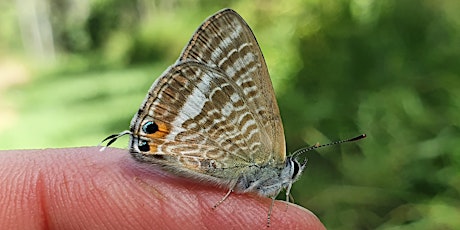 Butterfly Survey at Anstead Reserve primary image