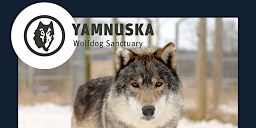 Yamnuska Wolfdog Sanctuary (Friday, December 16)