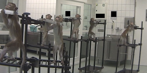 Tierversuche: Deutschland verstößt weiterhin gegen EU-Recht