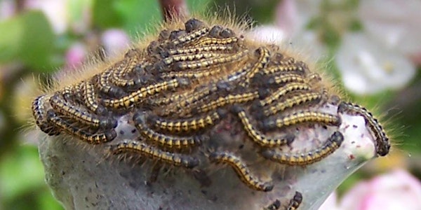 Pesky Pests and Fabulous Fruit