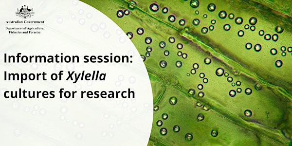 Information session: Import of Xylella cultures for research
