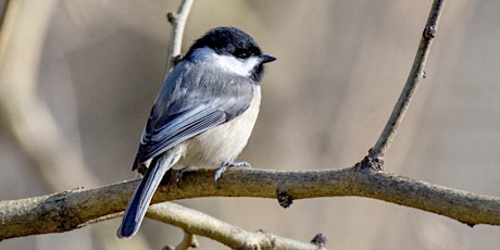 Get Ready for the Great Backyard Bird Count