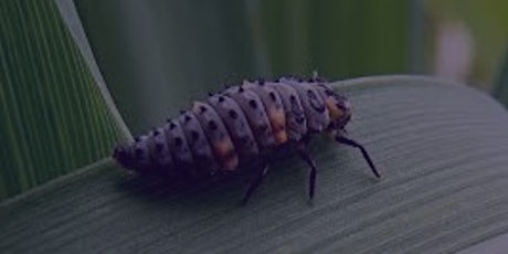 Managing Garden Pests wisely