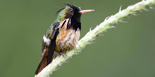 Birds at Home: Costa Rica Recap: Volcanic Highlands to Caribbean Lowlands