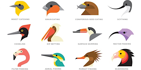 Birds & Beaks