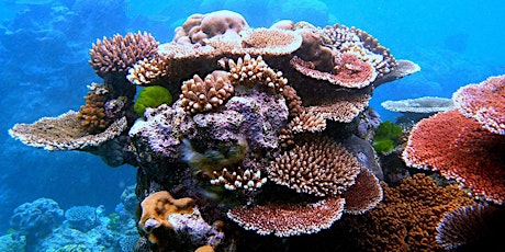 MJS Lecture: Coral Reefs primary image