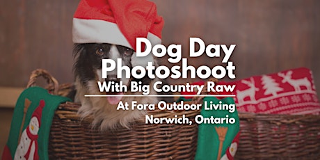 Holiday Photo Session with your Dog - Norwich