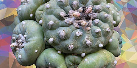 Peyote ceremony experience in Mexico - Private Session