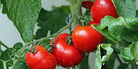 Grow With Us - in Person: Growing Great Tomatoes - Part 2