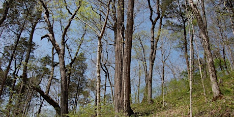 A Tour of Floracliff's Old Oak Trees