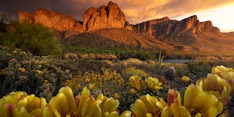 The Desert Bloom - A Landscape Photography Workshop in Pheonix, Arizona