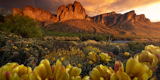 The Desert Bloom - A Landscape Photography Workshop in Pheonix, Arizona