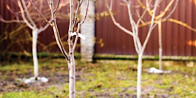 Bare-root Fruit Trees - Selection and Planting