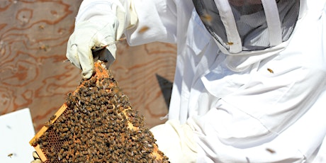 Thoughtful Beekeeping - Certified Intro to Beekeeping Course MAY LONG WKD primary image