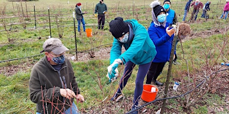 Hands-On, In-Person Blueberry Pruning Workshop