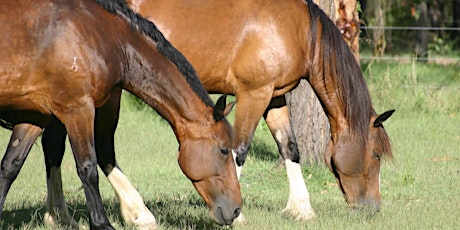 Imagem principal do evento Healthy Land - Healthy Horses | Logan, Redlands and Brisbane
