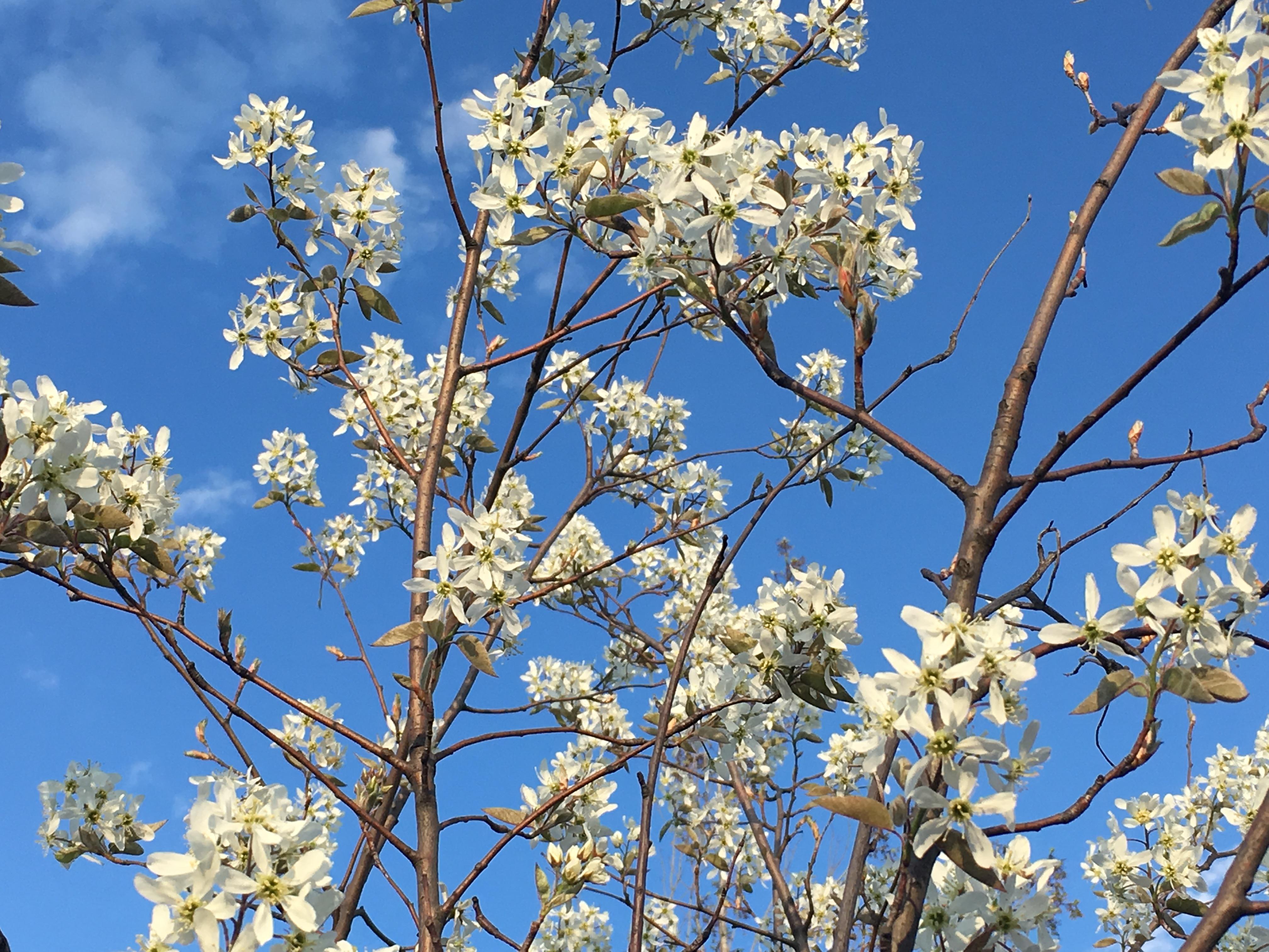  The 606 Phenology Volunteer Training Workshop-2018